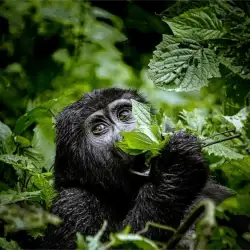 What to Pack for a Primate Safari: Bwindi &amp; Volcanoes National Park