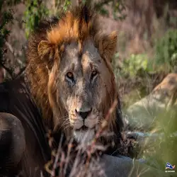 Big Five Safari in Akagera: Top Wildlife Spotting Tips