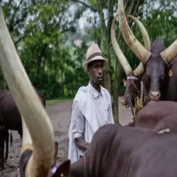 The Sacred Inyambo Cattle: Secrets of Rwanda’s Royal Heritage