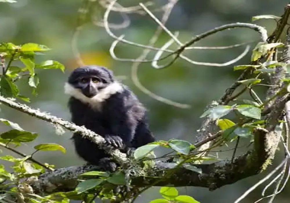 Explore Nyungwe National Park in 1-Day trip - photo 1