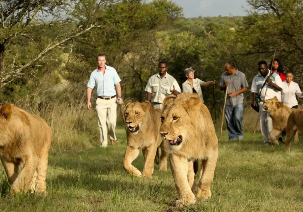 1-Day shared Vehicle Akagera National Park Safari: The Ultimate Adventure - photo 1