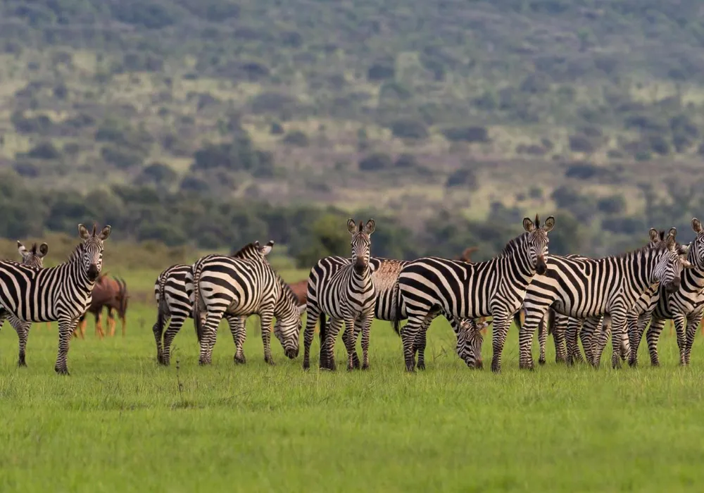 1-Day shared Vehicle Akagera National Park Safari: The Ultimate Adventure - photo 2