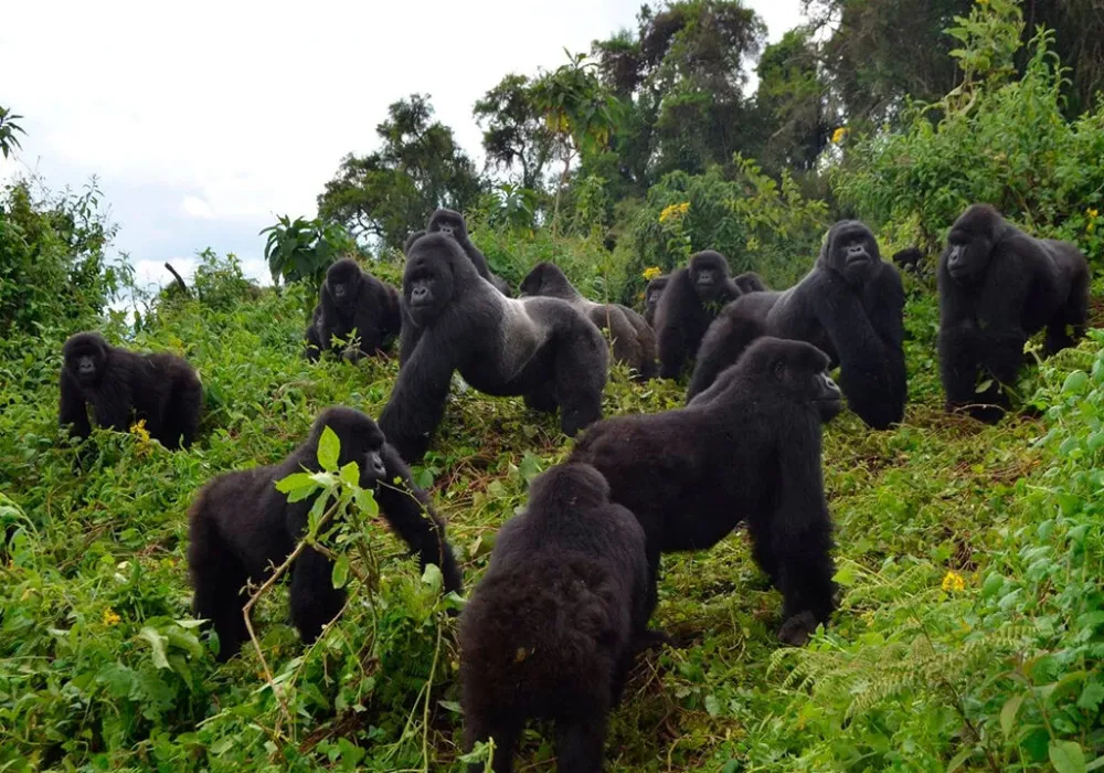 2-Day Gorillas &amp; Golden Monkeys trekking @ Volcanoes National Park - photo 1