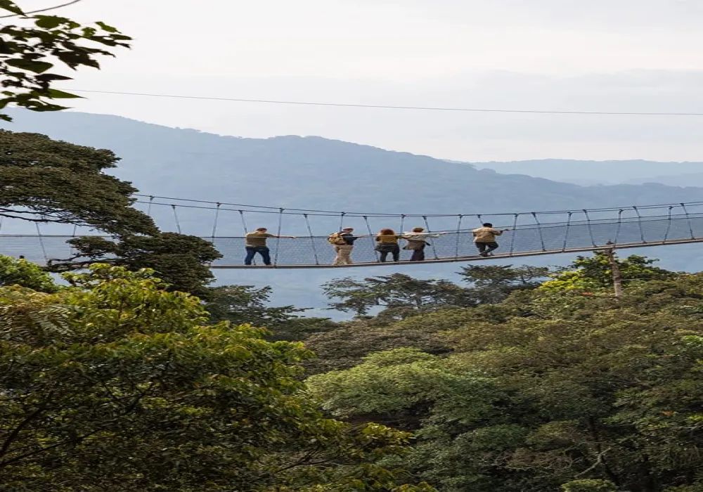 Explore Nyungwe National Park in 1-Day trip - photo 2