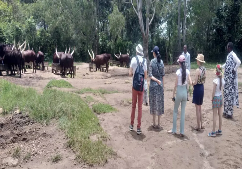 KING'S PALACE Tour, Inyambo loyal cows - photo 4