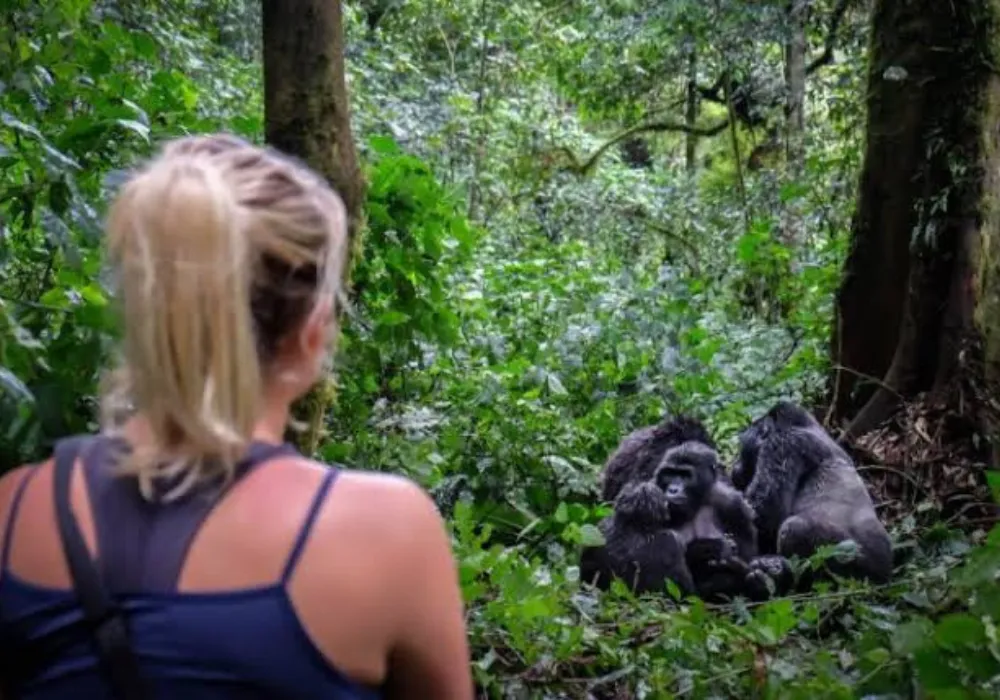 3DAY-Bwindi National Park - Gorilla Trekking - photo 5