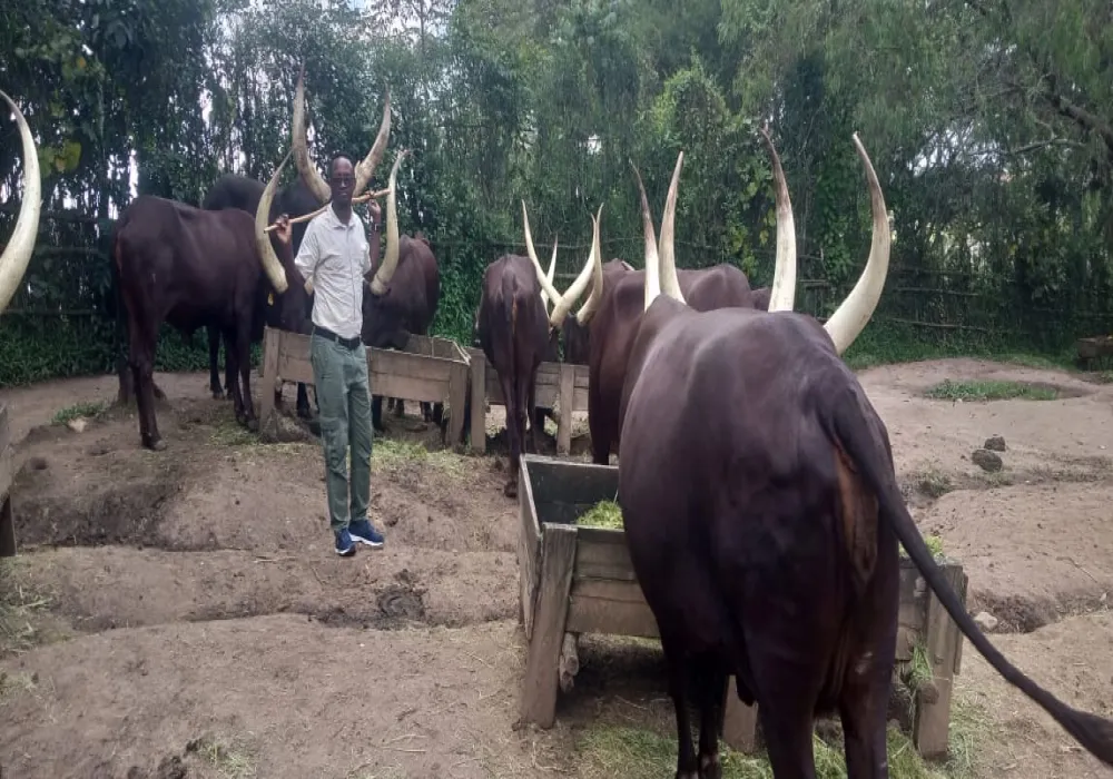 KING'S PALACE Tour, Inyambo loyal cows - photo 5