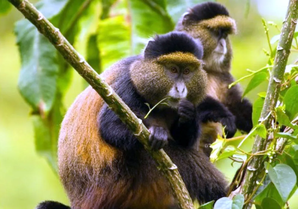 12 DAY EXPLORE UGANDA - RWANDA - photo 3