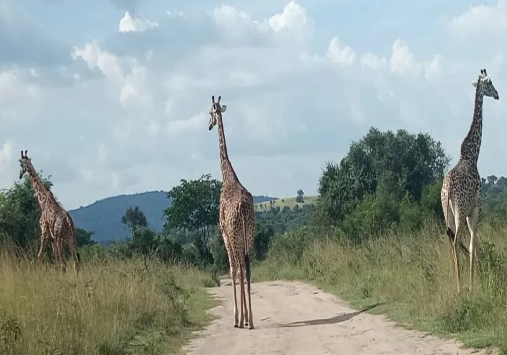 2- Day Private tour Akagera National Park, Night Game drive and Boat ride - photo 1