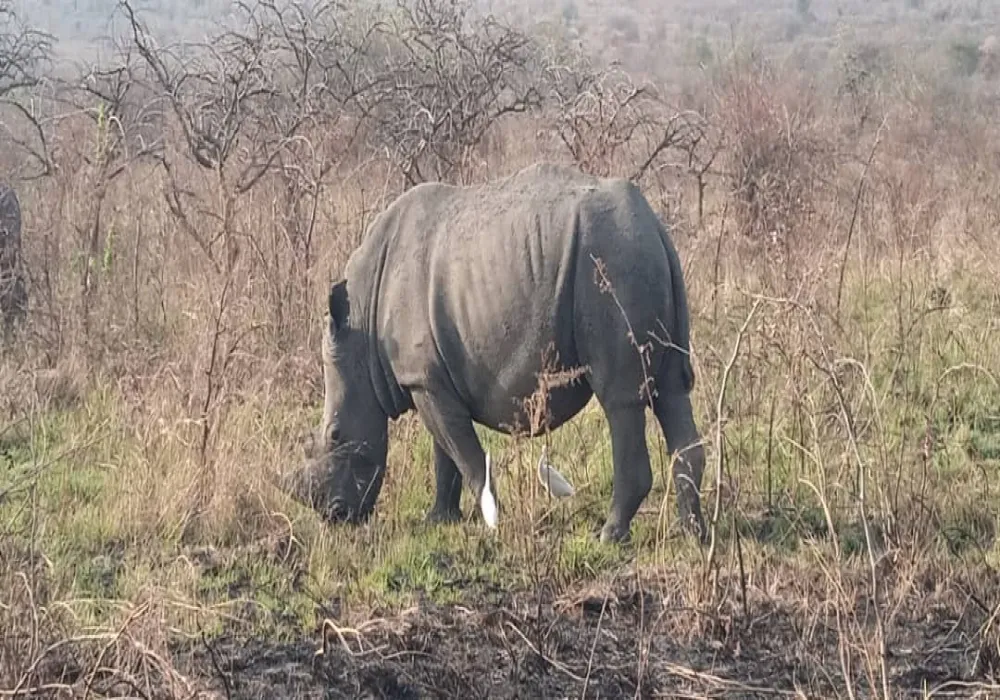 1 - Day Private Trip Akagera National Park - photo 1