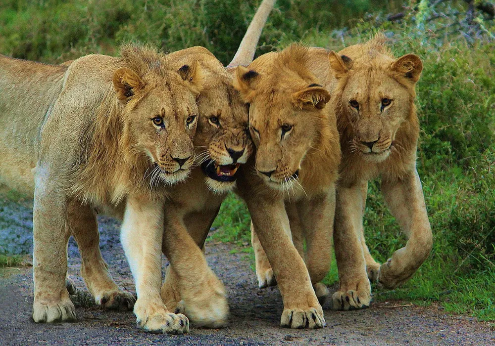 1 - Day Private Trip Akagera National Park - photo 2