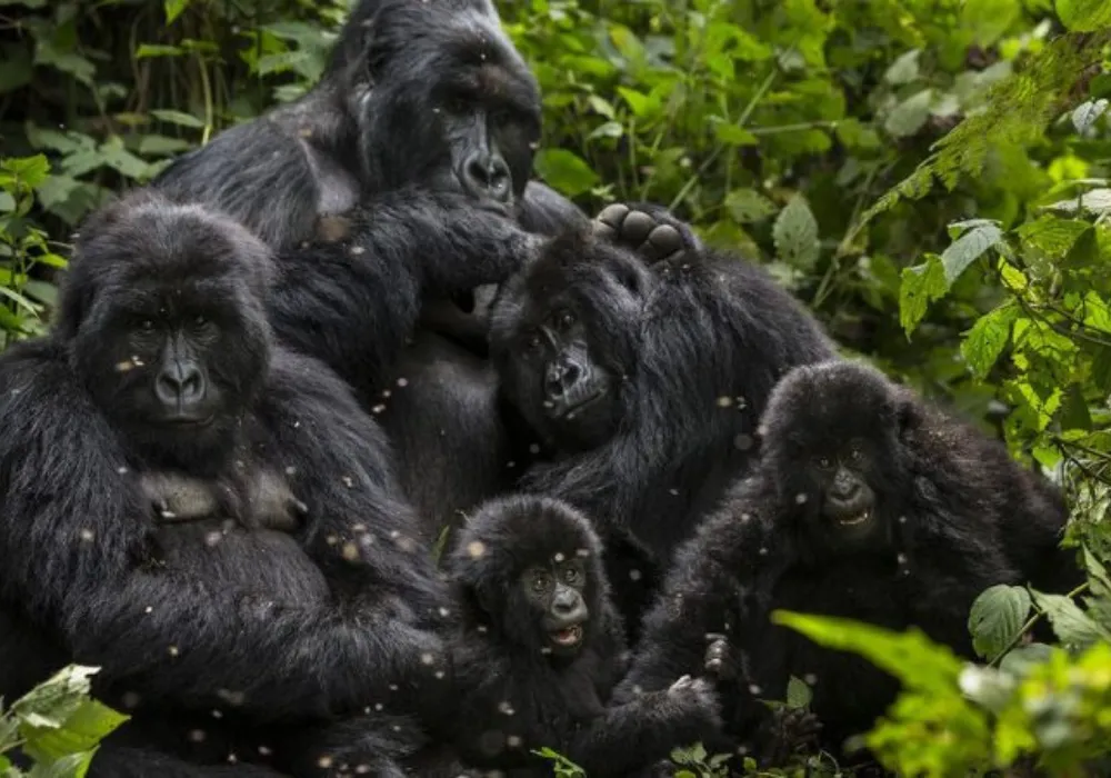 3DAY-Bwindi National Park - Gorilla Trekking - photo 2