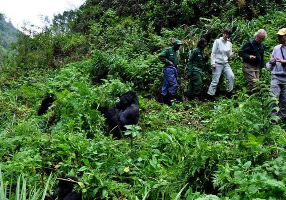 3DAY-Bwindi National Park - Gorilla Trekking - photo 4
