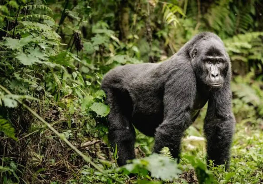 3DAY-Bwindi National Park - Gorilla Trekking - photo 1