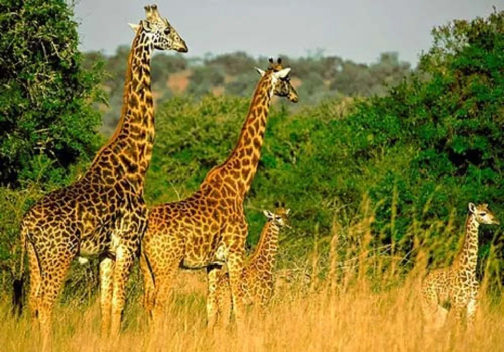 1-Day shared Vehicle Akagera National Park Safari: The Ultimate Adventure - photo 4