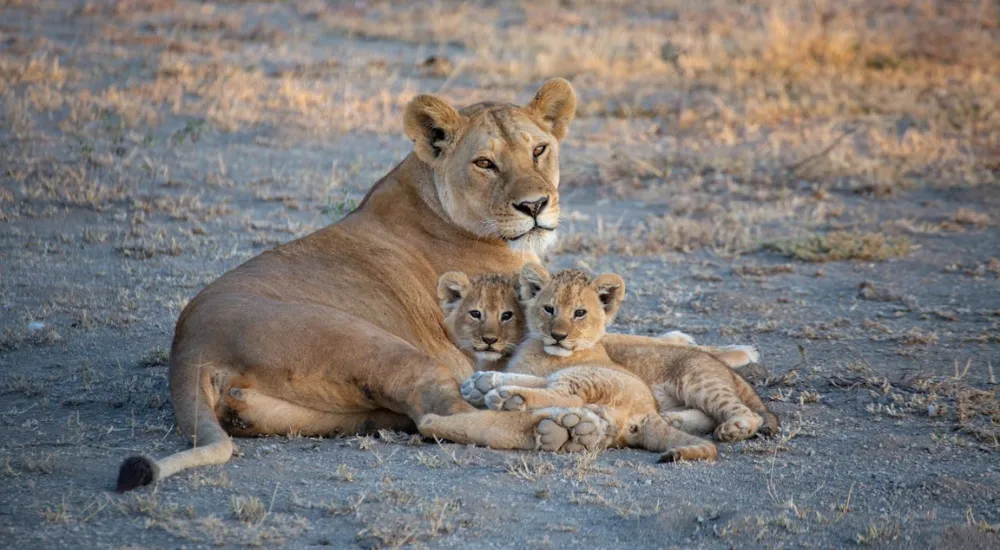 1-Day shared Vehicle Akagera National Park Safari: The Ultimate Adventure
